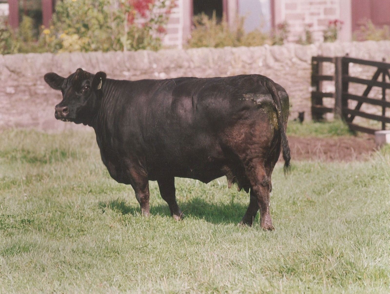Dunlouise Angus - 30th Celebration Online Sale of Dunlouise Native Angus®