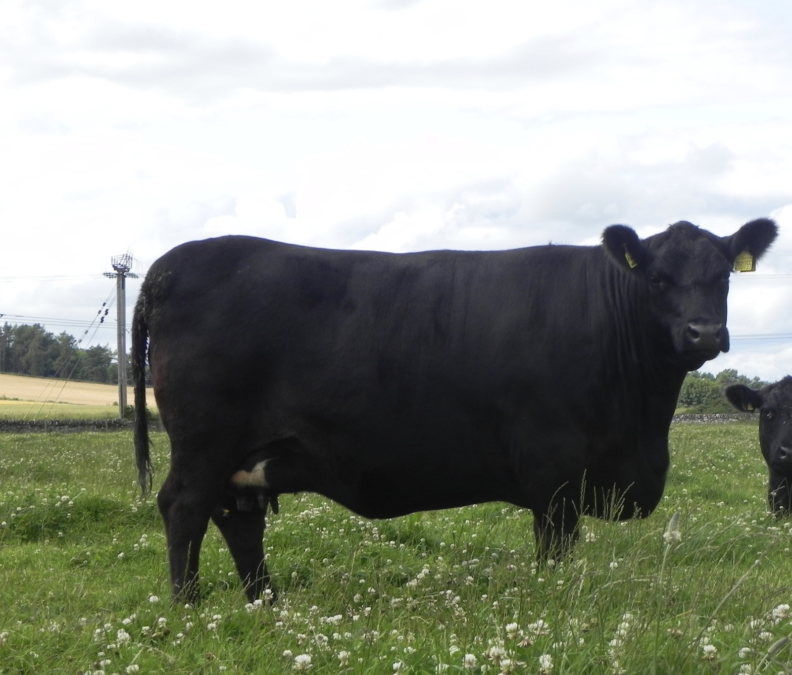 Dunlouise Angus - 30th Celebration Online Sale of Dunlouise Native Angus®