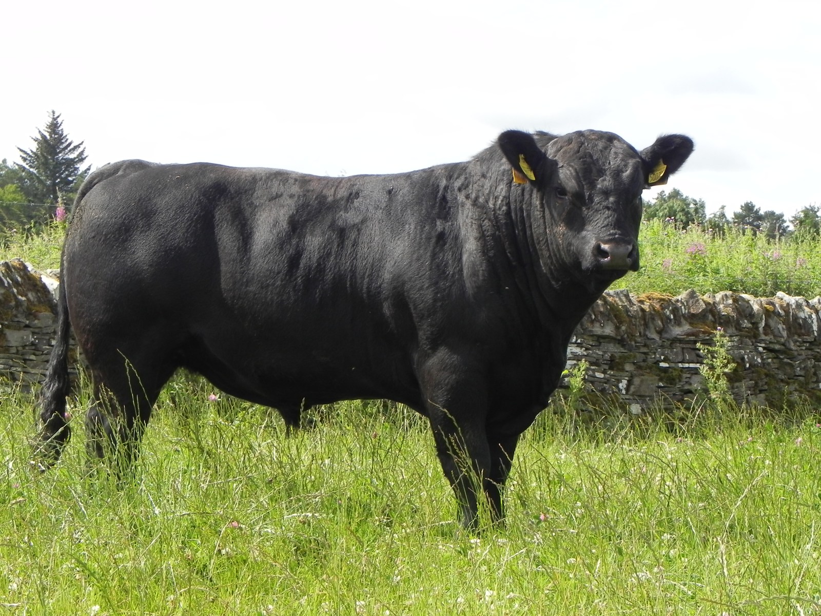 Dunlouise Angus - 30th Celebration Online Sale of Dunlouise Native Angus®