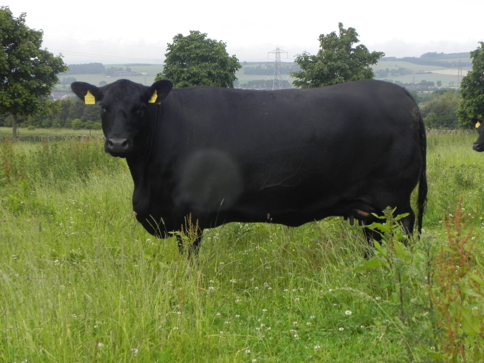Dunlouise Angus - 30th Celebration Online Sale of Dunlouise Native Angus®