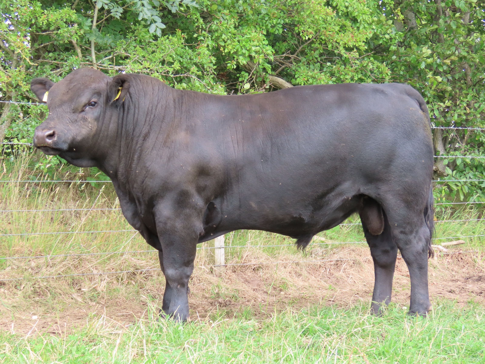 Dunlouise Angus - 30th Celebration Online Sale of Dunlouise Native Angus®