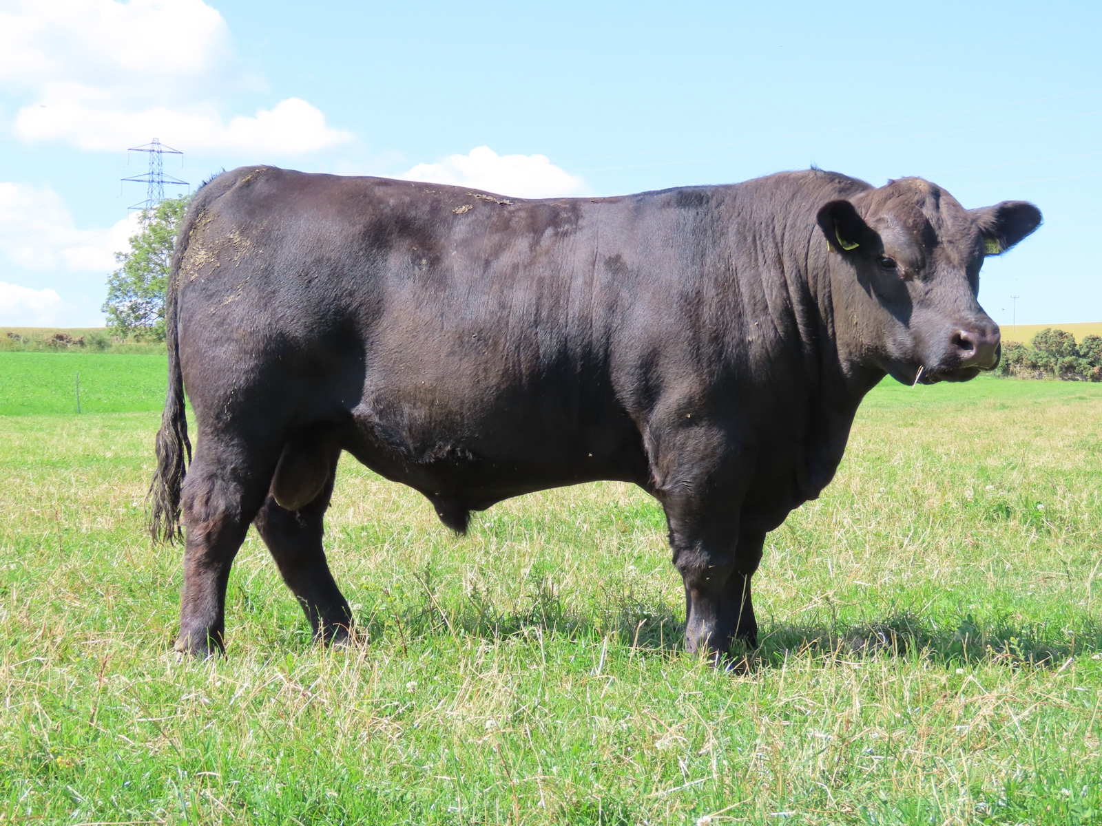 Dunlouise Angus - 30th Celebration Online Sale of Dunlouise Native Angus®