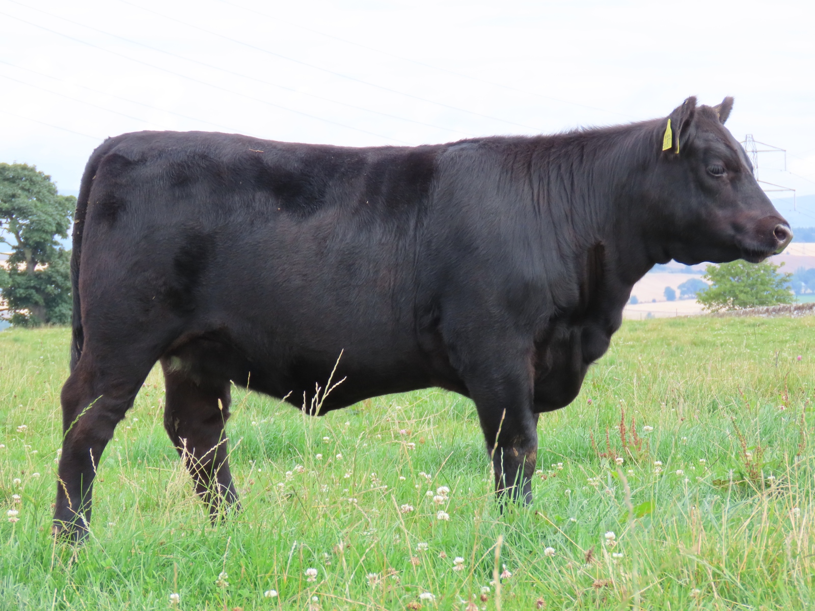 Dunlouise Angus - 30th Celebration Online Sale of Dunlouise Native Angus®