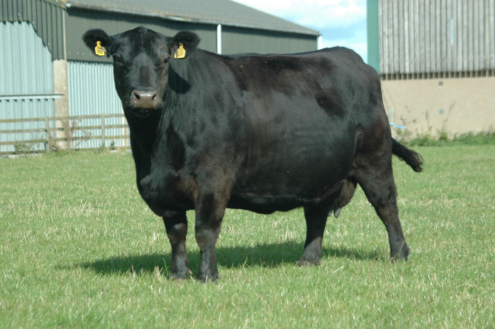 Dunlouise Angus - 30th Celebration Online Sale of Dunlouise Native Angus®