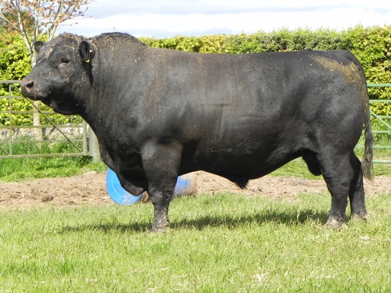 Dunlouise Angus - Dunlouise Angus Semen Catalogue